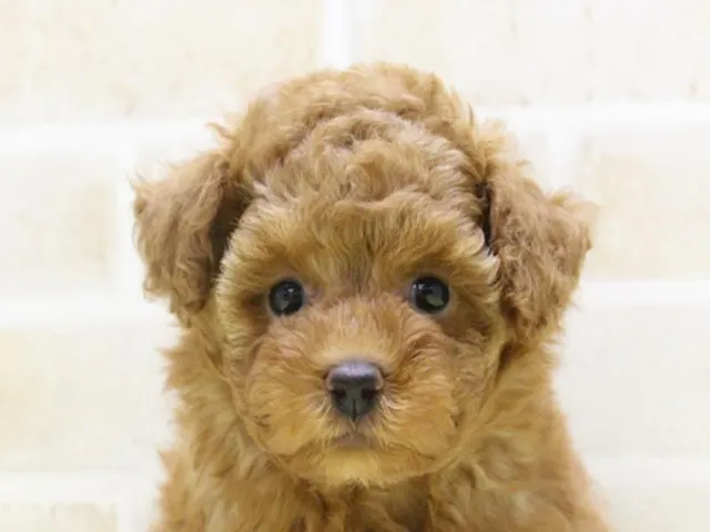 東京都のトイプードル(トイ) (ペッツワン昭島店/2025年4月27日生まれ/女の子/レッド)の子犬